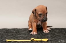 _MLH8523yellow