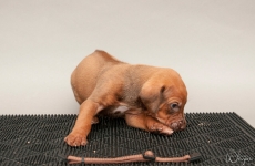 _MLH8550brown