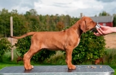 _MLH0646brown