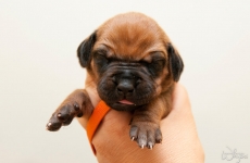 _MLH8180orange