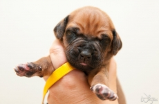 _MLH8215yellow