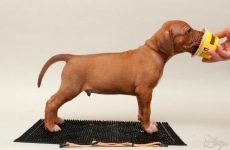 _MLH9052beige