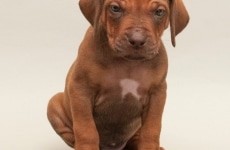 _MLH9059brown