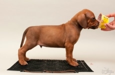 _MLH9068brown