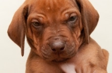 _MLH9158brown