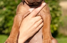 _MLH9692brown